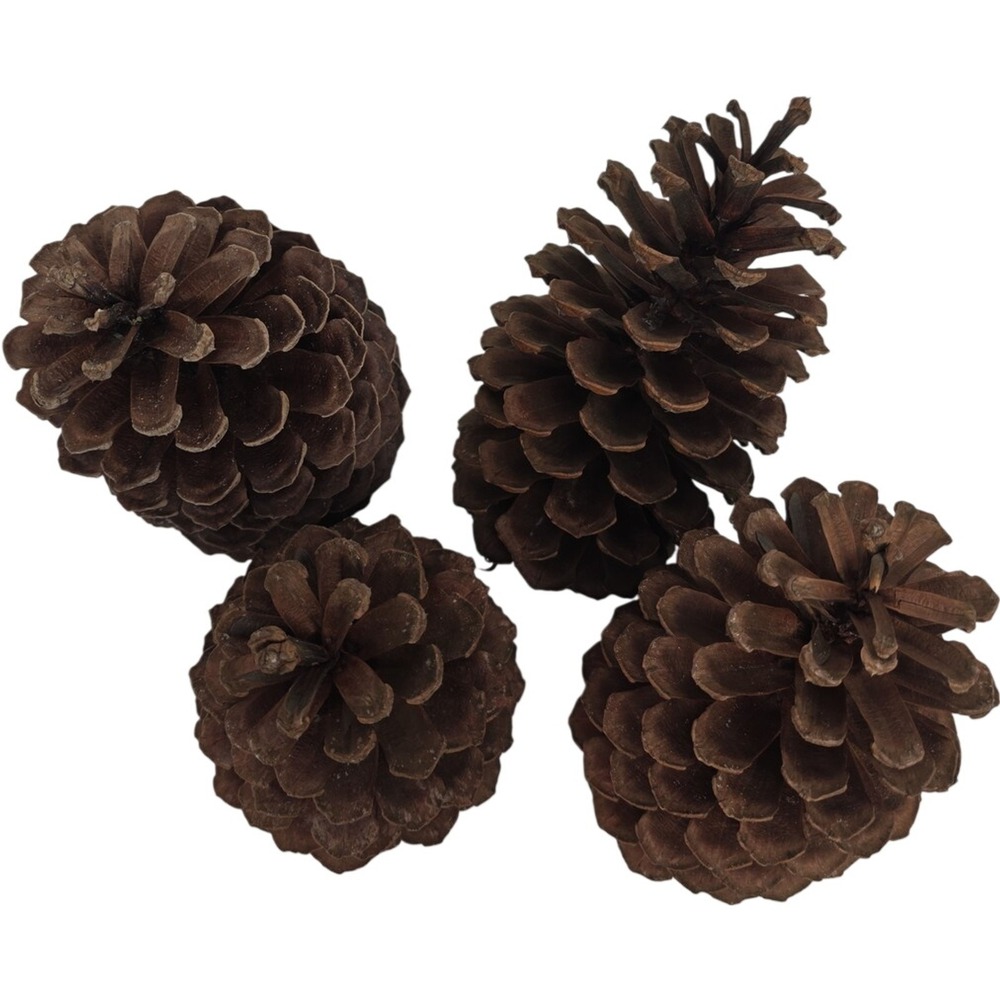 Authentic Real Loblolly Pine Cones 8" Craft Decor Lot of 4